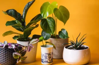 Top 10 Indoor Plants for Every Home