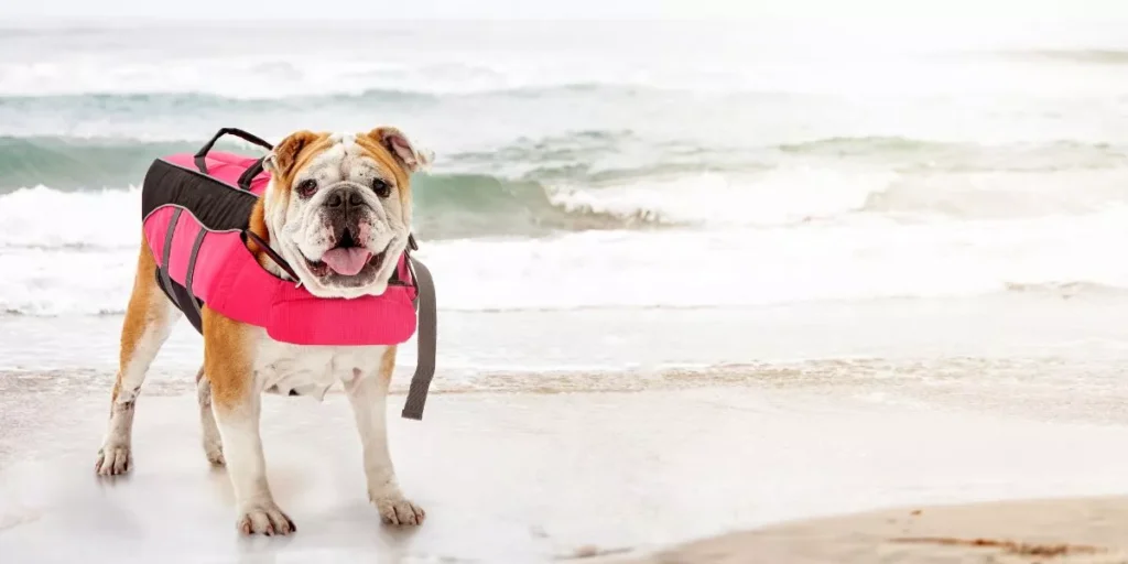 How Do You Select the Right Size Dog Life Jacket?