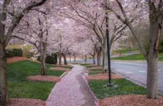 What Are the Most Creative Ways to Use Pathways in a Garden?