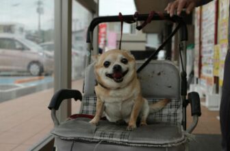 What Are the Top Features to Look for in a Dog Stroller?